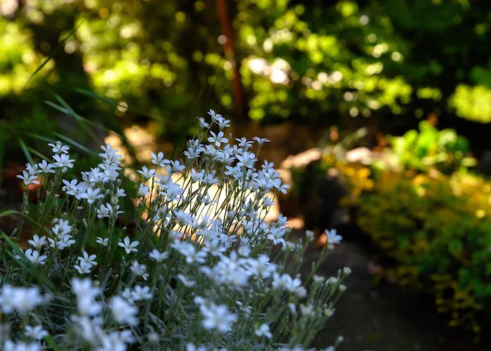 Del Sole - Garden Willa Cernobbio